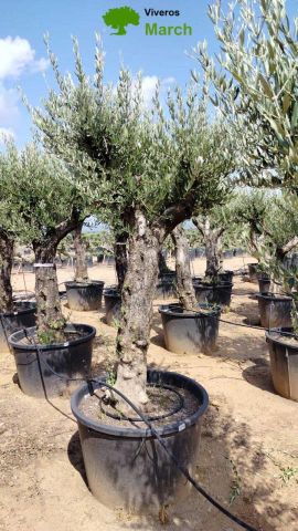 OLEA EUROPAEA C160-280L 60/80 HT200/270