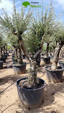 OLEA EUROPAEA C160-280L 60/80 HT200/270