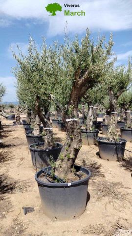 OLEA EUROPAEA C160-280L 60/80 HT200/270