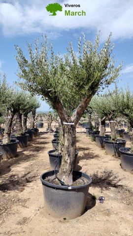 OLEA EUROPAEA C160-280L 60/80 HT200/270