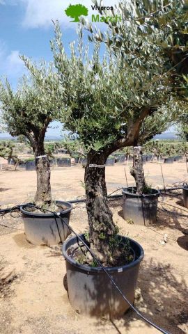 OLEA EUROPAEA C160-280L 60/80 HT200/270