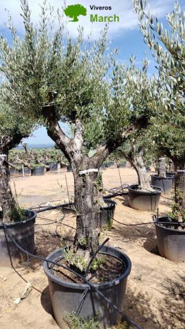 OLEA EUROPAEA C160-280L 60/80 HT200/270