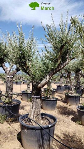 OLEA EUROPAEA C160-280L 60/80 HT200/270
