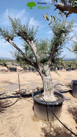 OLEA EUROPAEA C160-280L 60/80 HT200/270