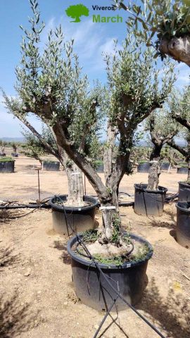 OLEA EUROPAEA C160-280L 60/80 HT200/270
