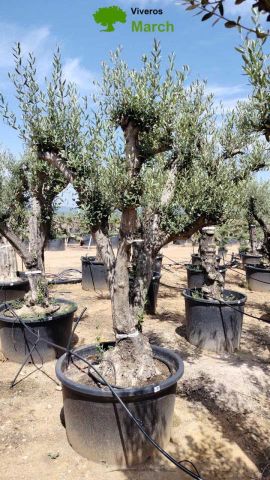 OLEA EUROPAEA C160-280L 60/80 HT200/270