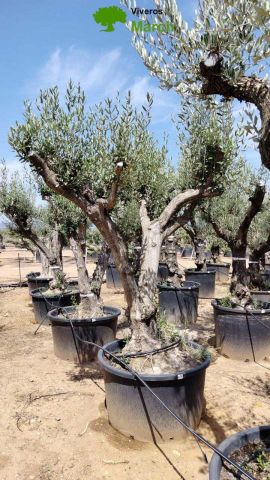OLEA EUROPAEA C160-280L 60/80 HT200/270