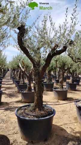 OLEA EUROPAEA C160-280L 60/80 HT200/270