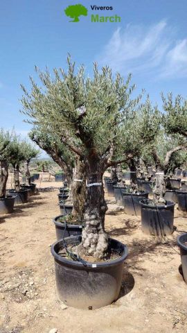 OLEA EUROPAEA C160-280L 60/80 HT200/270