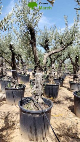 OLEA EUROPAEA C160-280L 60/80 HT200/270