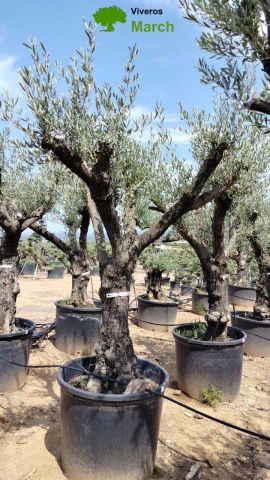 OLEA EUROPAEA C160-280L 60/80 HT200/270