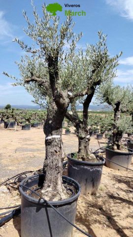 OLEA EUROPAEA C160-280L 60/80 HT200/270