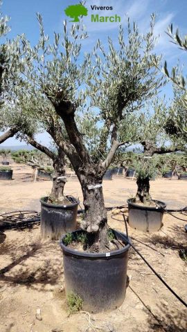 OLEA EUROPAEA C160-280L 60/80 HT200/270