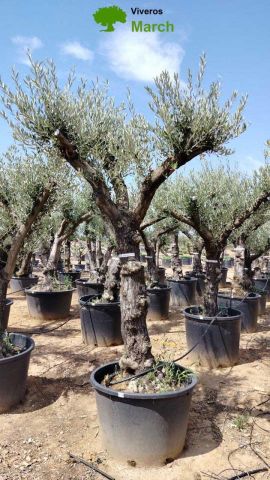 OLEA EUROPAEA C160-280L 60/80 HT200/270
