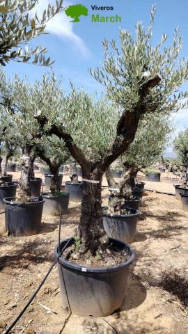 OLEA EUROPAEA C160-280L 60/80 HT200/270