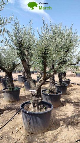 OLEA EUROPAEA C160-280L 60/80 HT200/270
