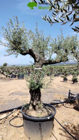OLEA EUROPAEA C160-280L 60/80 HT200/270