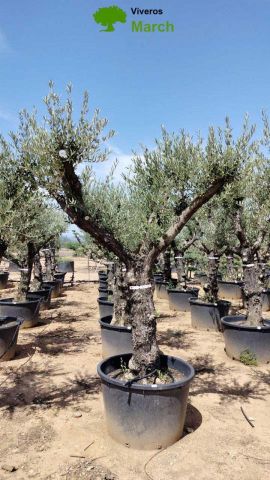 OLEA EUROPAEA C160-280L 60/80 HT200/270