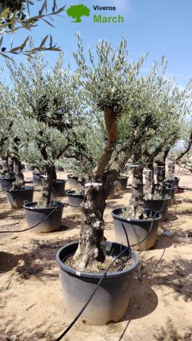 OLEA EUROPAEA C160-280L 60/80 HT200/270