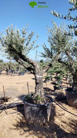 OLEA EUROPAEA C160-280L 60/80 HT200/270