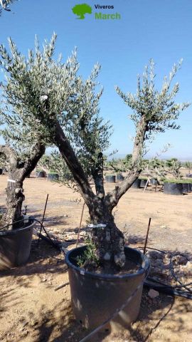 OLEA EUROPAEA C160-280L 60/80 HT200/270