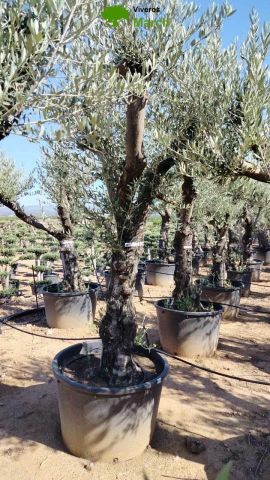 OLEA EUROPAEA C160-280L 60/80 HT200/270