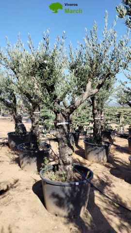 OLEA EUROPAEA C160-280L 60/80 HT200/270