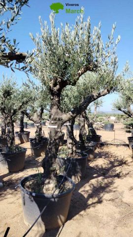 OLEA EUROPAEA C160-280L 60/80 HT200/270