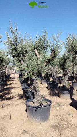 OLEA EUROPAEA C160-280L 60/80 HT200/270