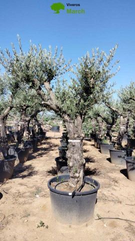 OLEA EUROPAEA C160-280L 60/80 HT200/270