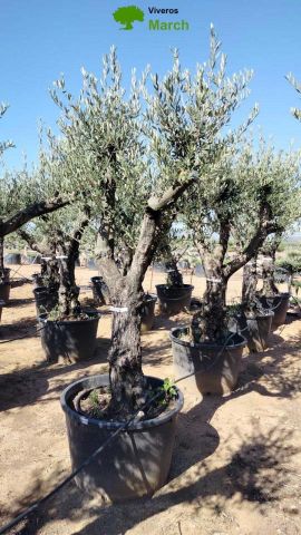 OLEA EUROPAEA C160-280L 60/80 HT200/270