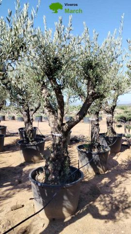 OLEA EUROPAEA C160-280L 60/80 HT200/270