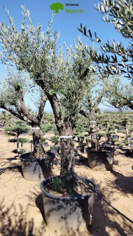 OLEA EUROPAEA C160-280L 60/80 HT200/270