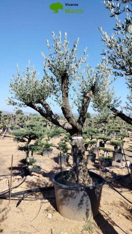 OLEA EUROPAEA C160-280L 60/80 HT200/270