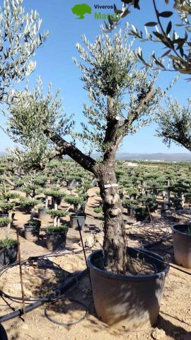 OLEA EUROPAEA C160-280L 60/80 HT200/270