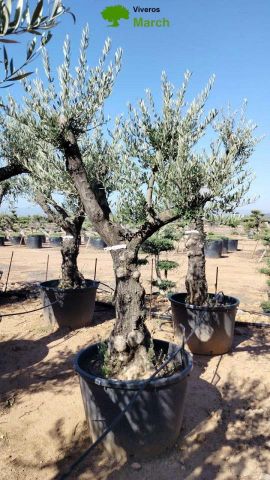 OLEA EUROPAEA C160-280L 60/80 HT200/270