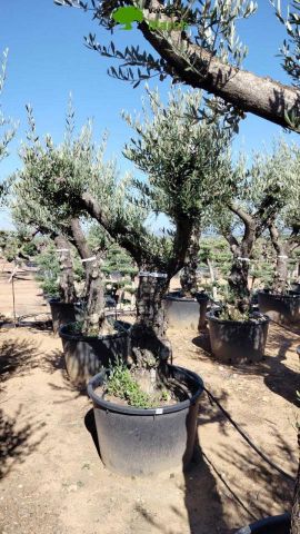 OLEA EUROPAEA C160-280L 60/80 HT200/270