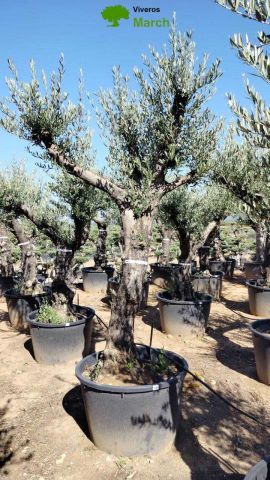 OLEA EUROPAEA C160-280L 60/80 HT200/270