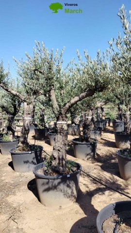 OLEA EUROPAEA C160-280L 60/80 HT200/270