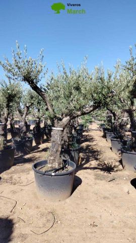 OLEA EUROPAEA C160-280L 60/80 HT200/270