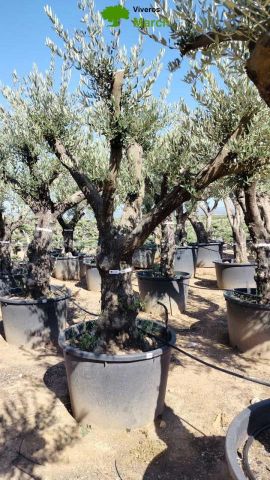 OLEA EUROPAEA C160-280L 60/80 HT200/270
