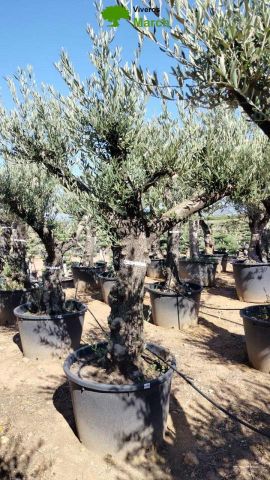OLEA EUROPAEA C160-280L 60/80 HT200/270
