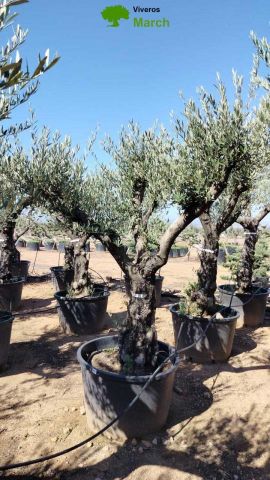 OLEA EUROPAEA C160-280L 60/80 HT200/270