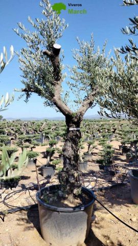 OLEA EUROPAEA C160-280L 60/80 HT200/270