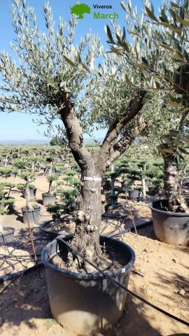 OLEA EUROPAEA C160-280L 60/80 HT200/270