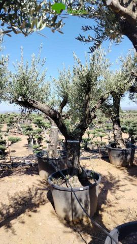 OLEA EUROPAEA C160-280L 60/80 HT200/270
