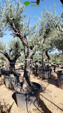 OLEA EUROPAEA C160-280L 60/80 HT200/270