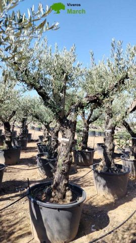 OLEA EUROPAEA C160-280L 60/80 HT200/270