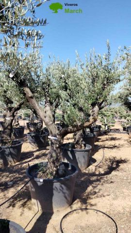 OLEA EUROPAEA C160-280L 60/80 HT200/270