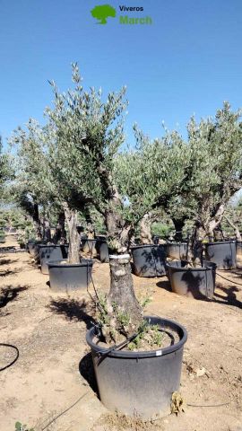 OLEA EUROPAEA C160-280L 60/80 HT200/270